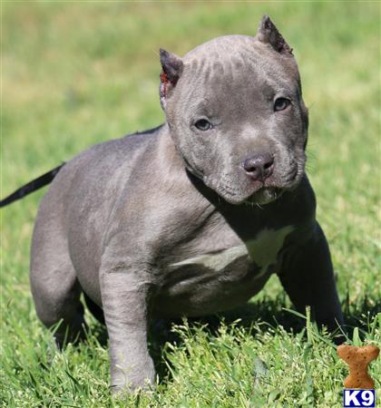 american pit bull puppy posted by Affordable Pups
